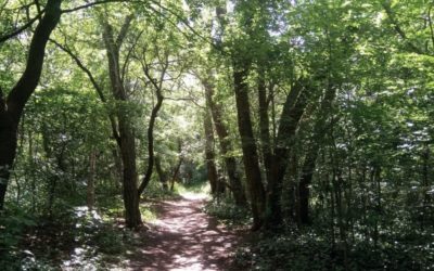 Tereny zieleni wokół Fortu VII czekają zmiany