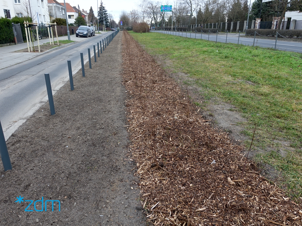 Zdjęcie pasa zieleni przy ulicy