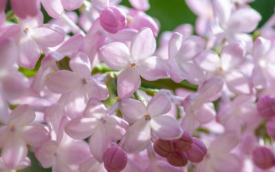 Ogród Botaniczny ponownie otwarty.