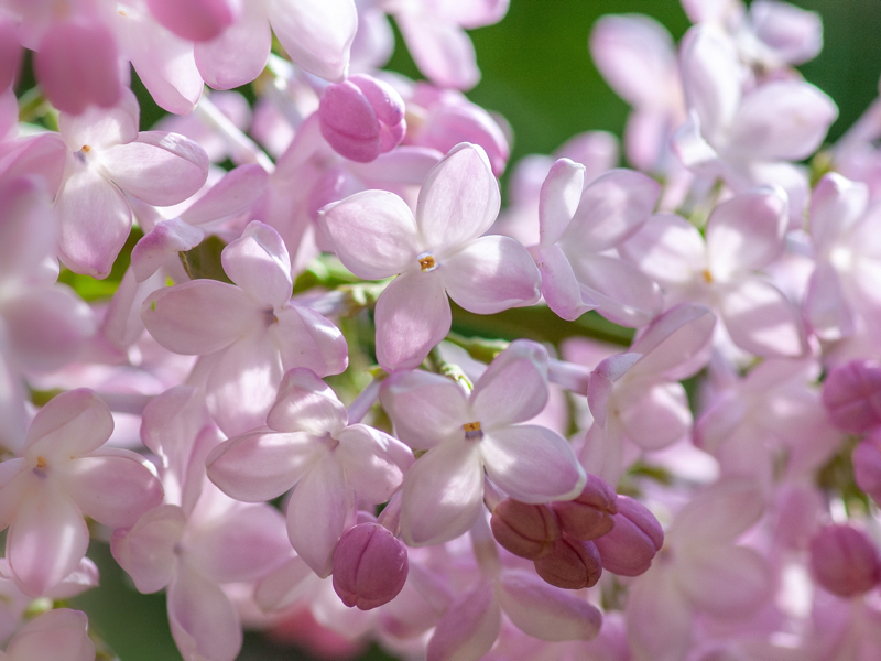 Rada Osiedla Ogrody Poznan yoksel-zok-unsplash c1