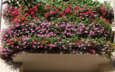 KONKURS „Zielony Poznań”