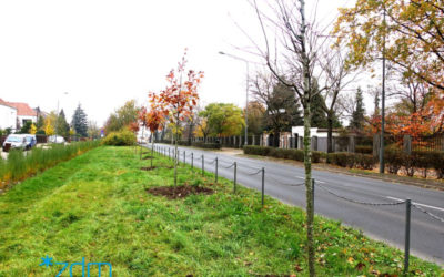 Nowe drzewa na ulicy Dąbrowskiego