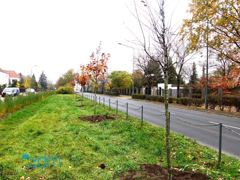 Rada Osiedla Ogrody Poznań Nowe drzewa na ulicy Dąbrowskiego
