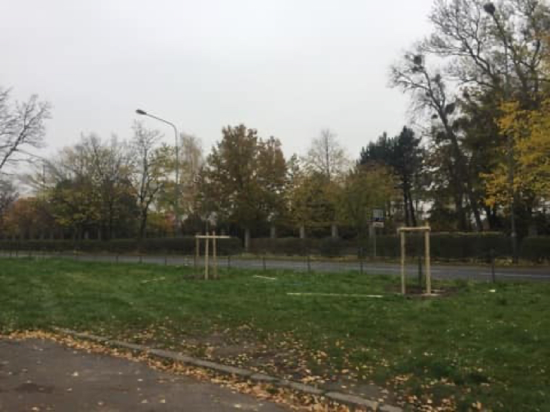 Rada Osiedla Ogrody Poznań Nowe drzewa na ulicy Dąbrowskiego