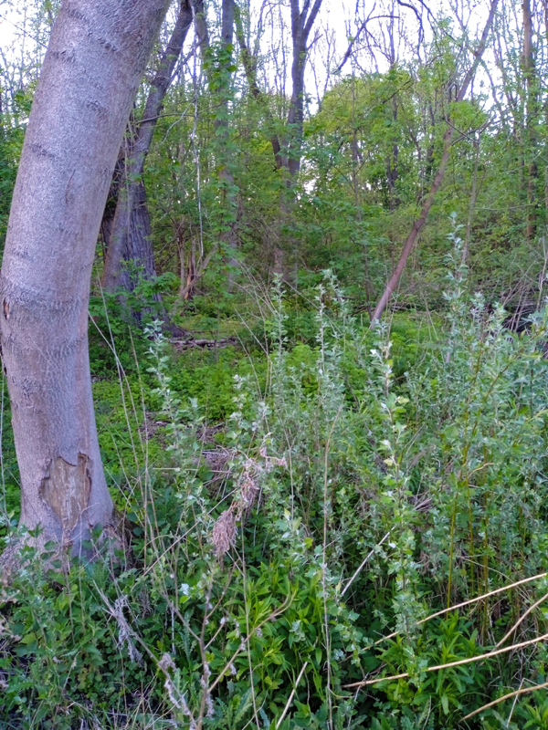 Rada Osiedla Osiedle Ogrody Poznań śmieci nad Rusałką posprzątane