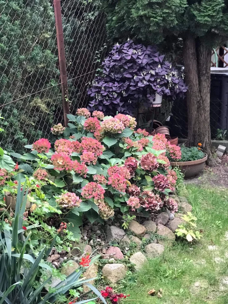 Rada Osiedla Ogrody Osiedle Ogrody Poznań Zielony Poznań 2