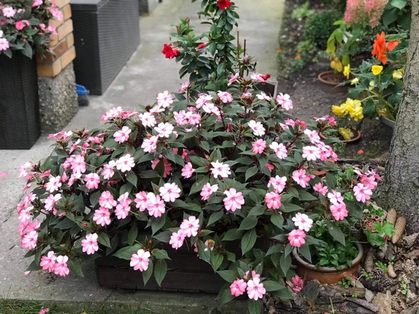 Rada Osiedla Ogrody Osiedle Ogrody Poznań Zielony Poznań