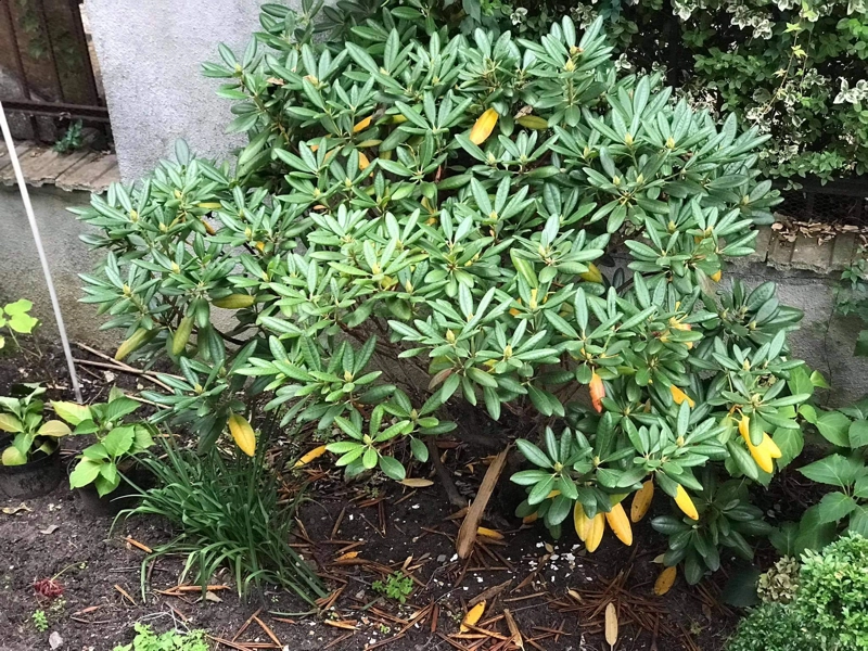 Rada Osiedla Ogrody Osiedle Ogrody Poznań Zielony Poznań 5