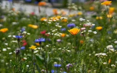 Czy warto kosić trawę rzadziej?