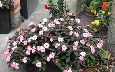 Konkurs Zielony Poznań 2023