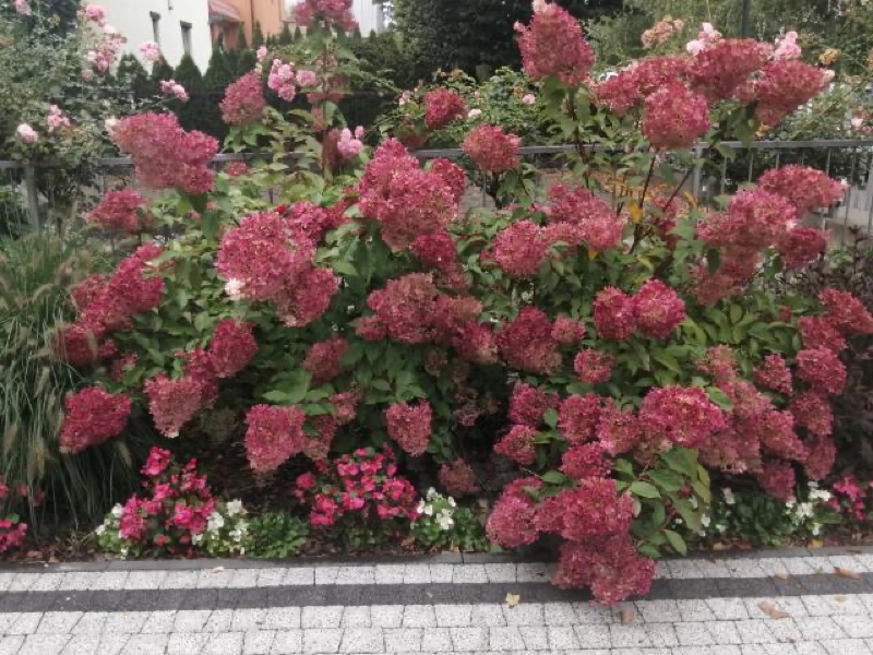 Konkurs Zielony Poznań 2023 B