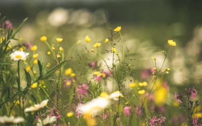 Dlaczego warto kosić trawę rzadziej?