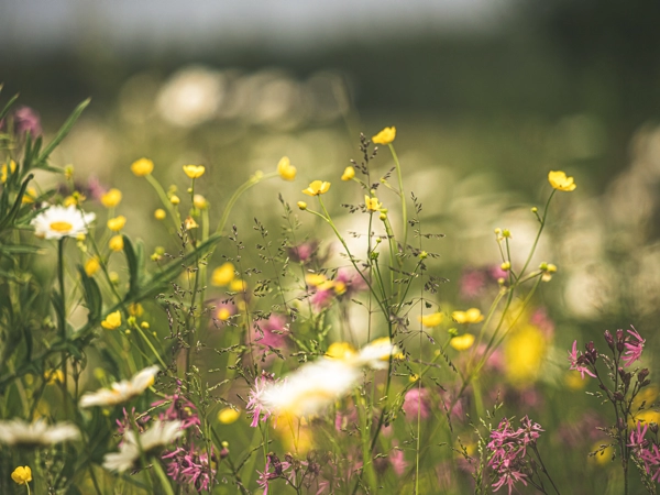 Koszenie trawy info Poznań